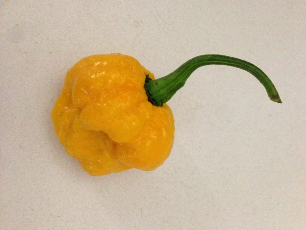 Miniaturebillede 1