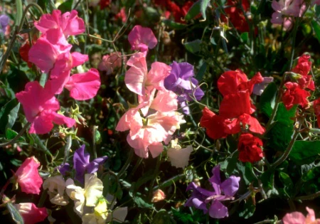 Miniaturebillede 1