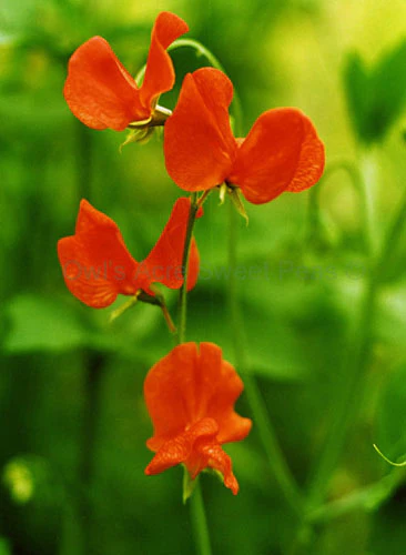 Miniaturebillede 1