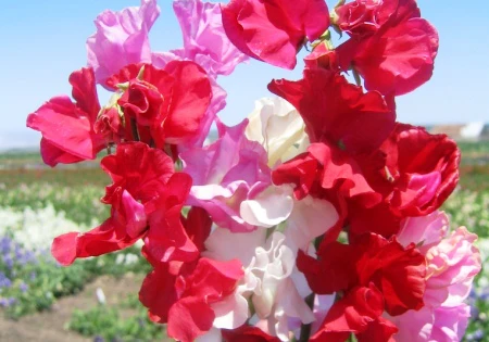 Miniaturebillede 1