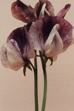 Miniaturebillede 1