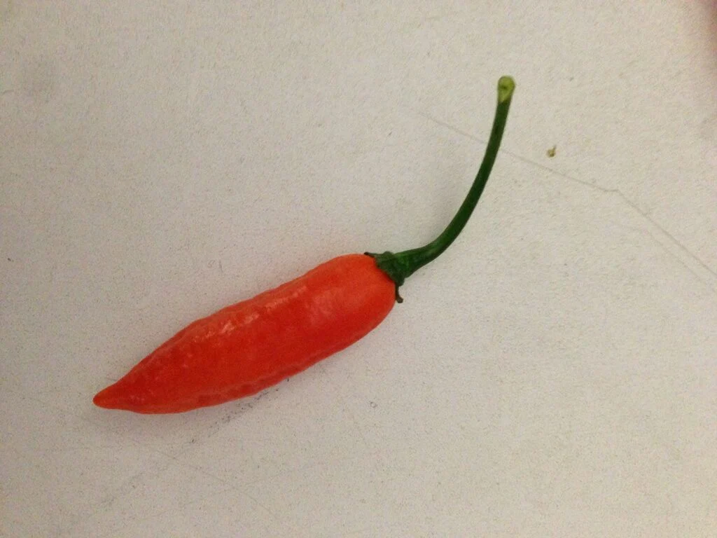 Miniaturebillede 1