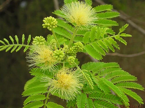 Miniaturebillede 1