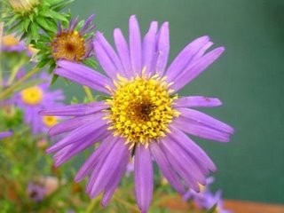 Miniaturebillede 1