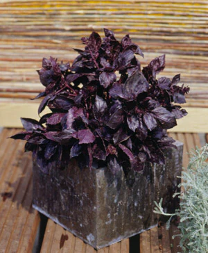 Miniaturebillede 1