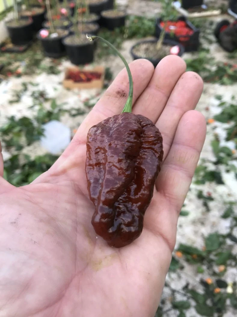 Miniaturebillede 1
