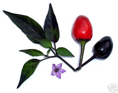 Miniaturebillede 1