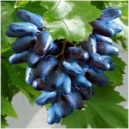 Miniaturebillede 1