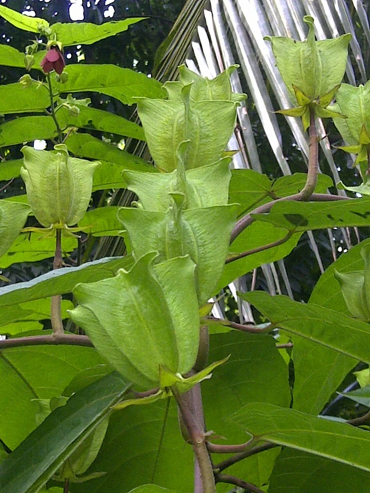 Miniaturebillede 1