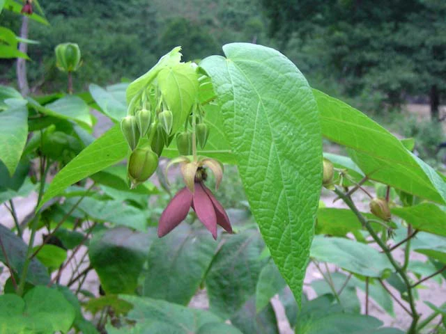 Miniaturebillede 2