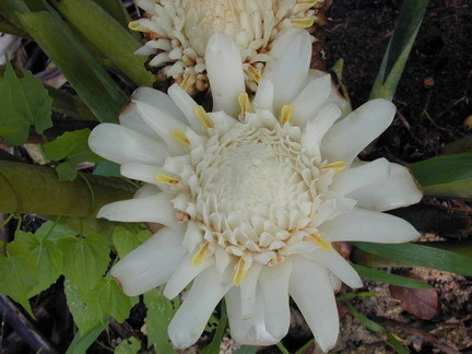Miniaturebillede 1