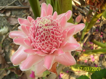 Miniaturebillede 1