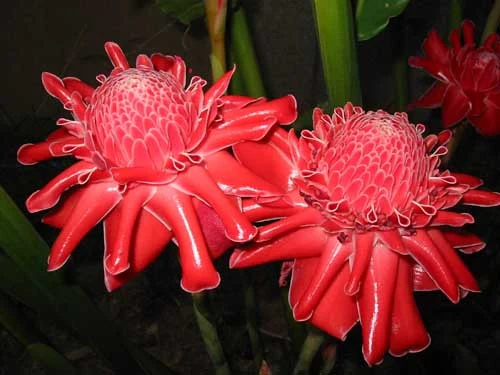 Miniaturebillede 1