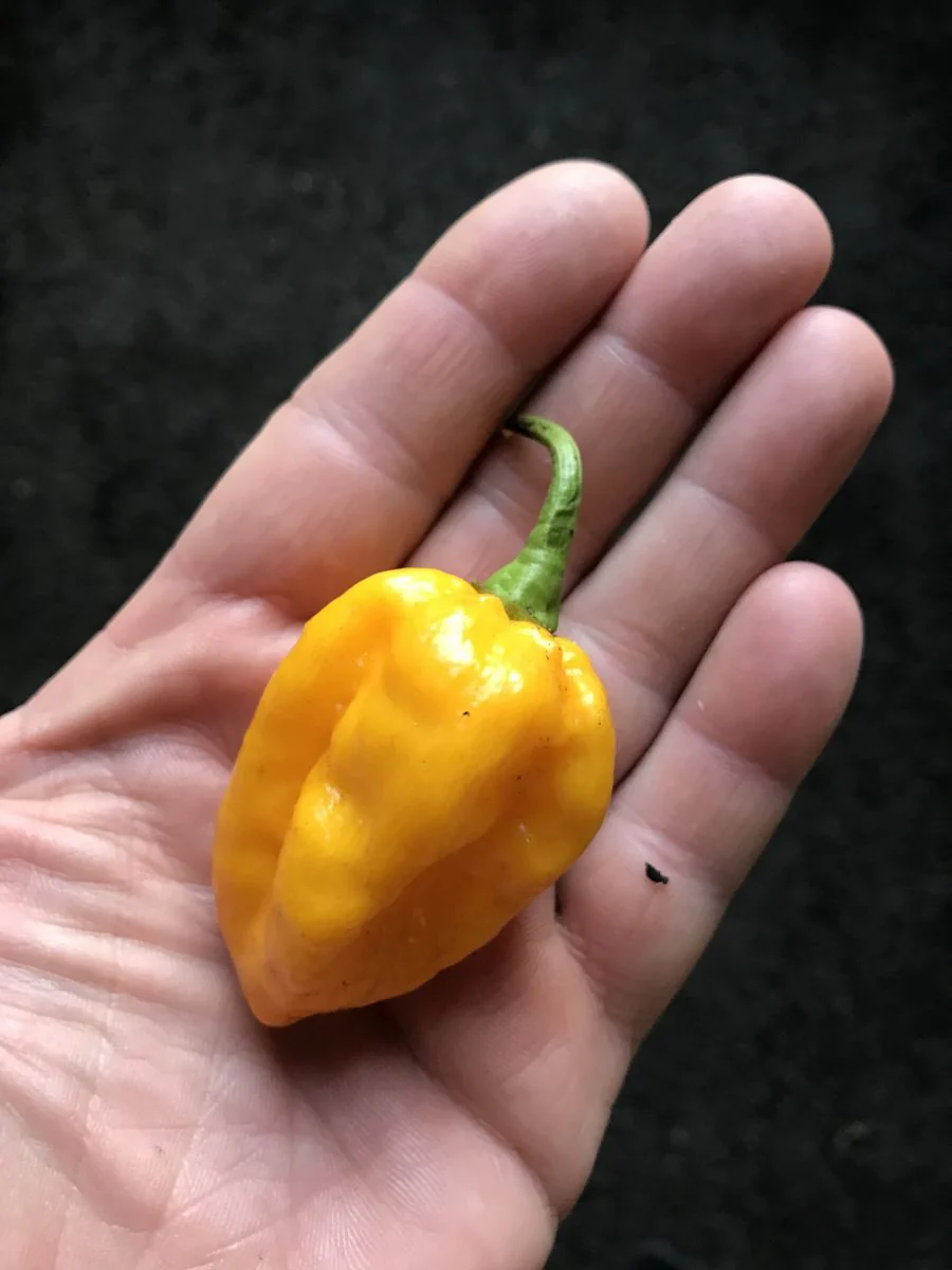 Miniaturebillede 1