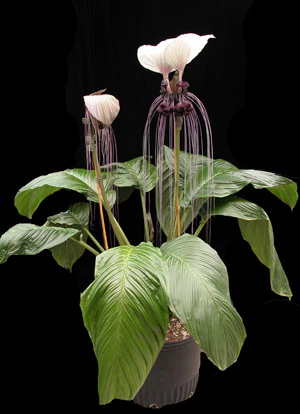 Miniaturebillede 1