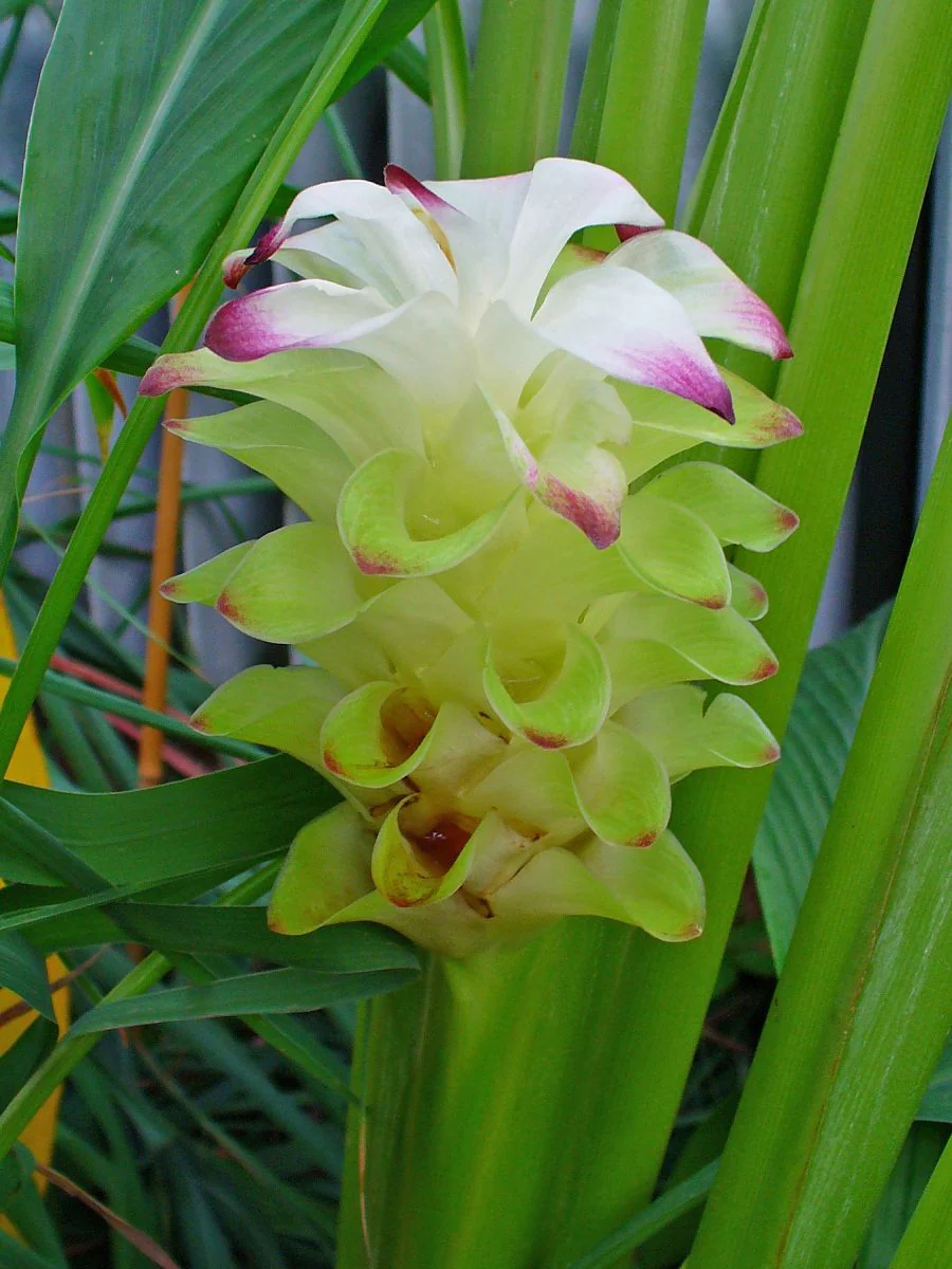 Miniaturebillede 2
