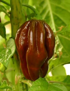Miniaturebillede 1