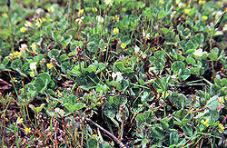 Miniaturebillede 1
