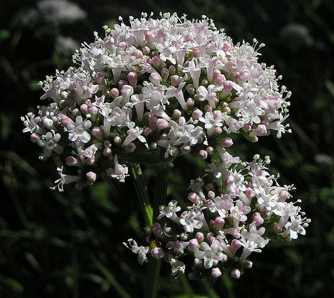 Miniaturebillede 1