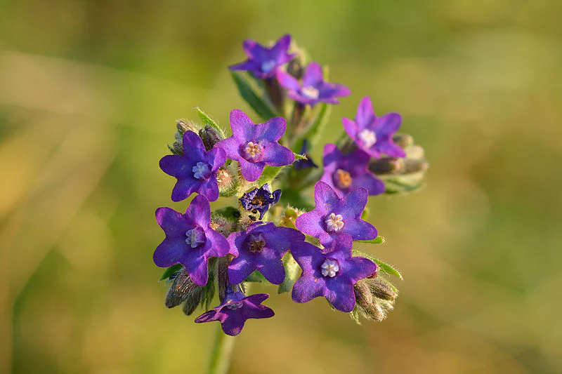Miniaturebillede 1