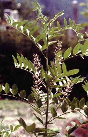 Miniaturebillede 1