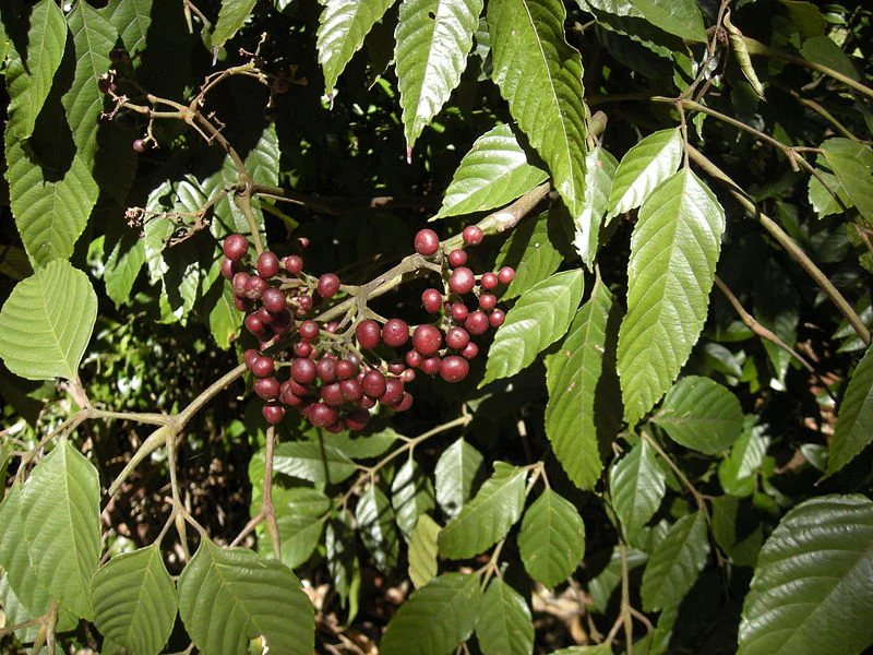 Miniaturebillede 1