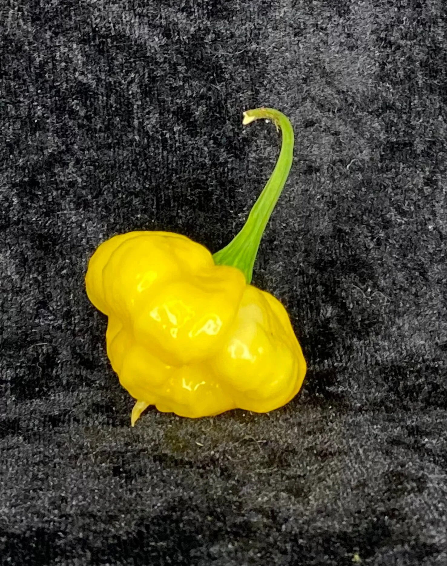 Miniaturebillede 1