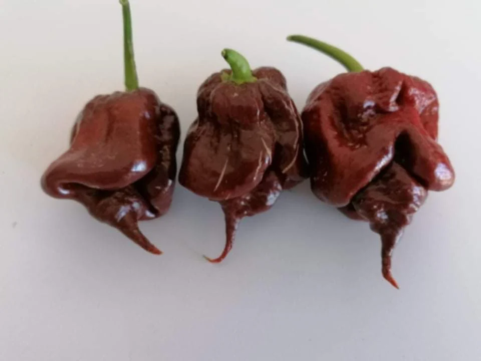 Miniaturebillede 1