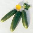 Miniaturebillede 1