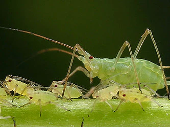 Miniaturebillede 1