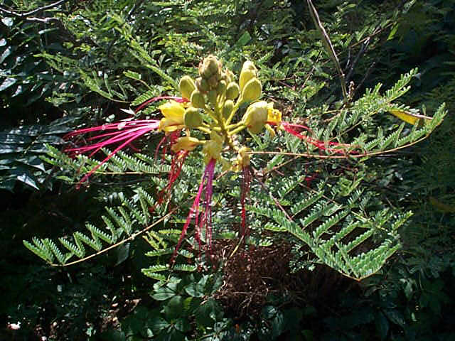 Miniaturebillede 1