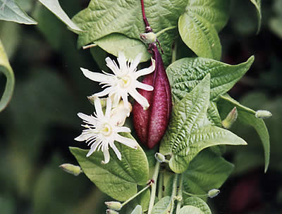 Miniaturebillede 1