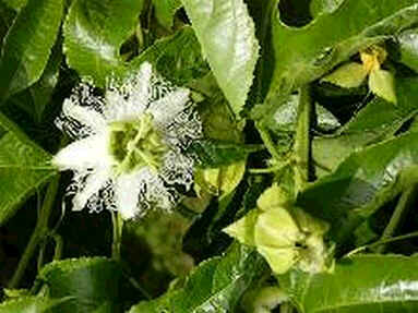 Miniaturebillede 1