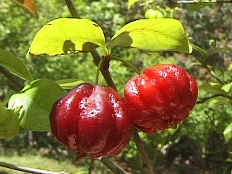Miniaturebillede 1