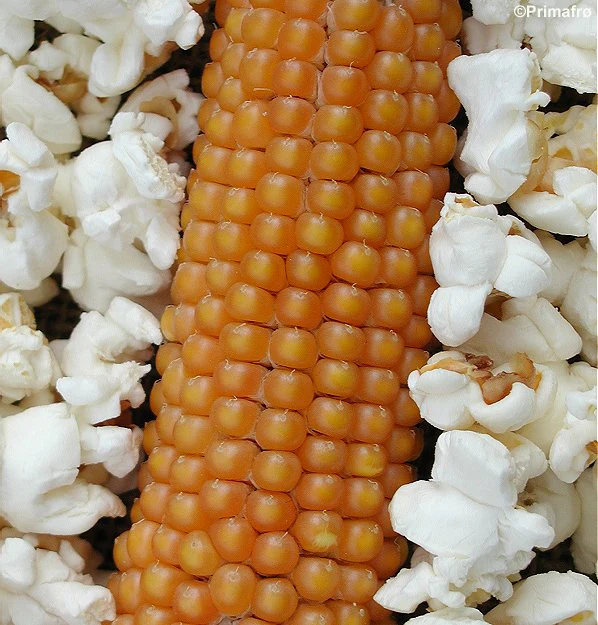 Miniaturebillede 1