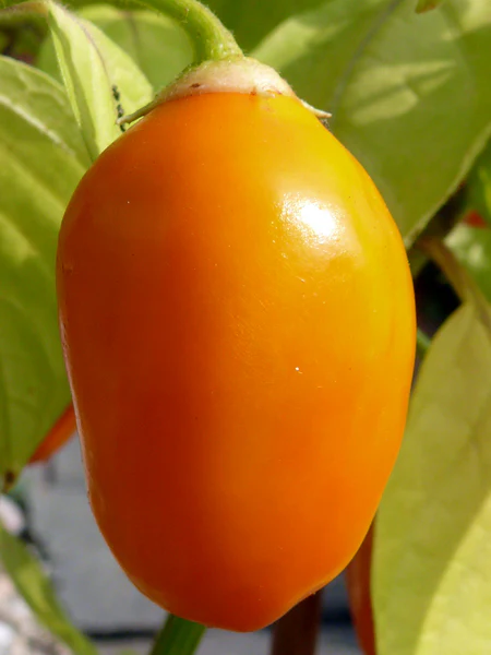 Miniaturebillede 1