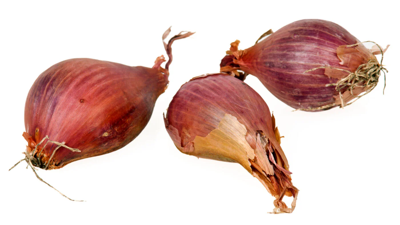 Miniaturebillede 1