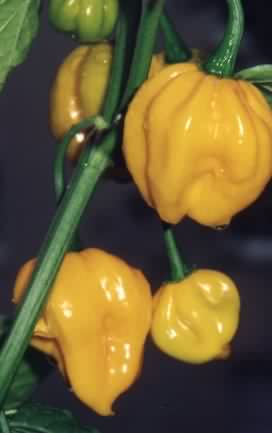 Miniaturebillede 1