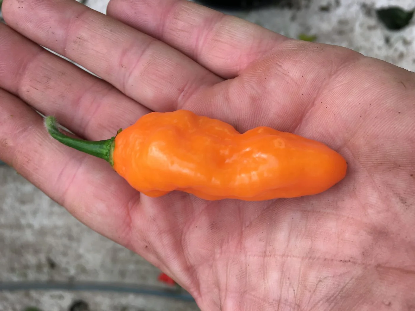 Miniaturebillede 1