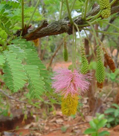 Miniaturebillede 1