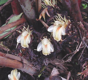 Miniaturebillede 1