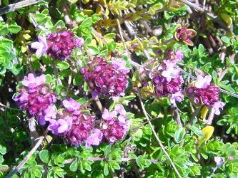 Miniaturebillede 1