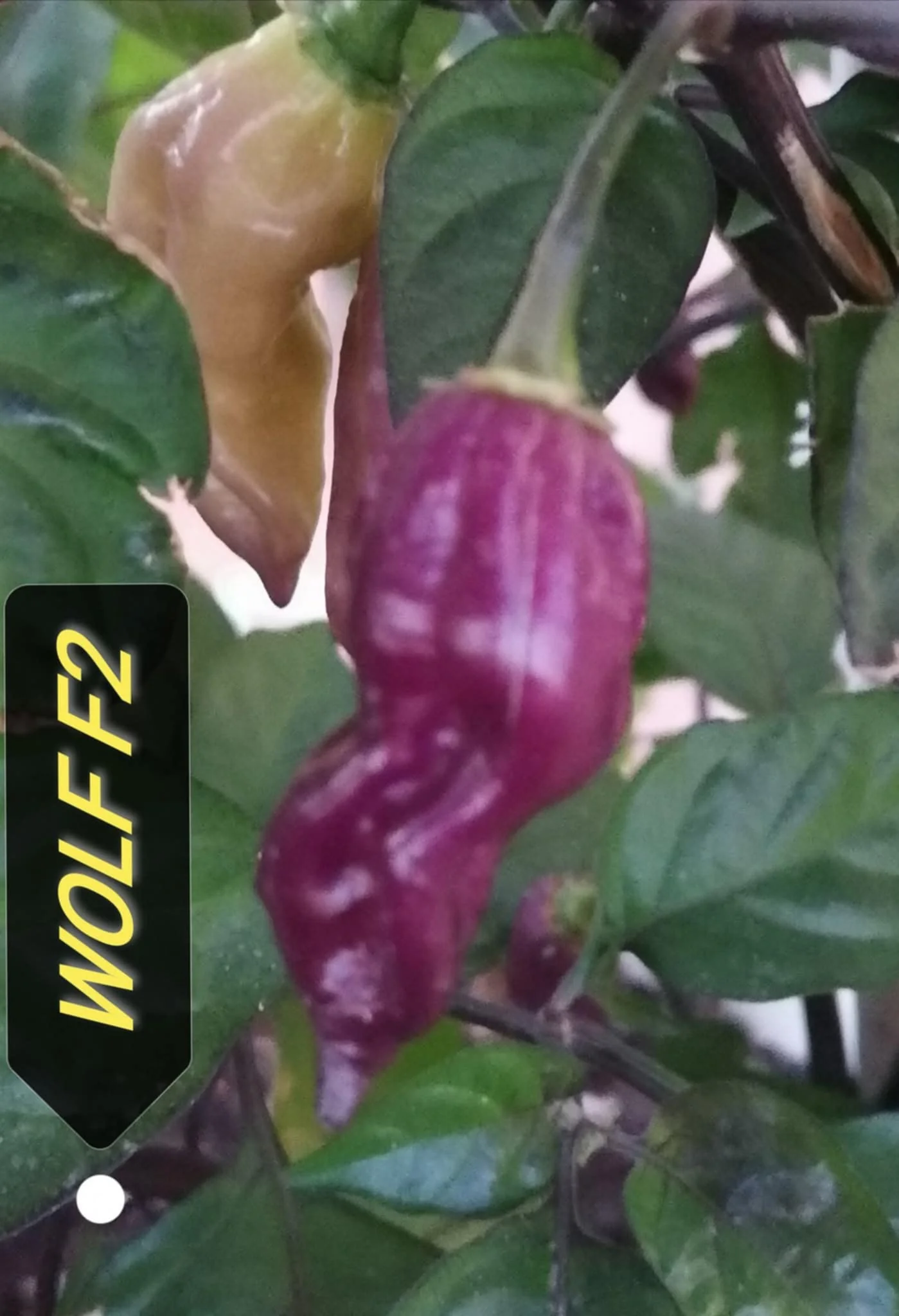 Miniaturebillede 1